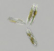 Entomoneis_punctulata_-__________________.jpg