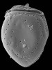 Tk6-pseudokofoidii.jpg