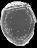Tk9-pseudokof.jpg