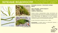 chlorophyta_03.jpg