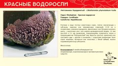 rhodophyta_005.jpg