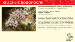 rhodophyta_007.jpg