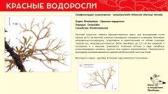 rhodophyta_010.jpg