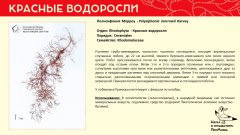 rhodophyta_011.jpg
