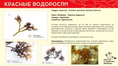 rhodophyta_012.jpg