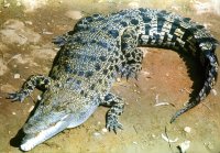 Азиатский крокодил (фото М.В. Проппа).