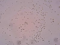 Клетки мидии со стадии трохофоры после сортировки по размеру и структуре.