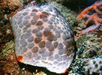 Морская звезда кульцита, Вьетнам (фото М.В. Проппа).