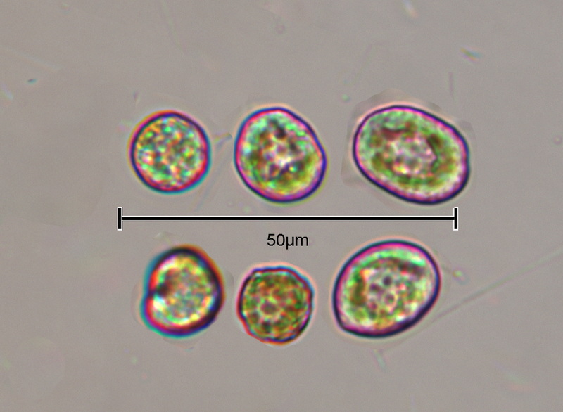 Alexandrium catenella