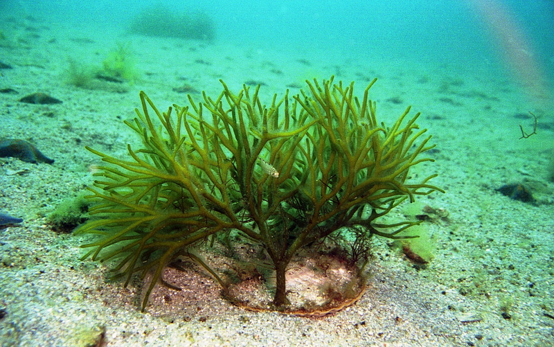 Mizuhopecten yessoensis Ratnikov