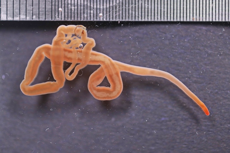 nscmb 2023 most important 07