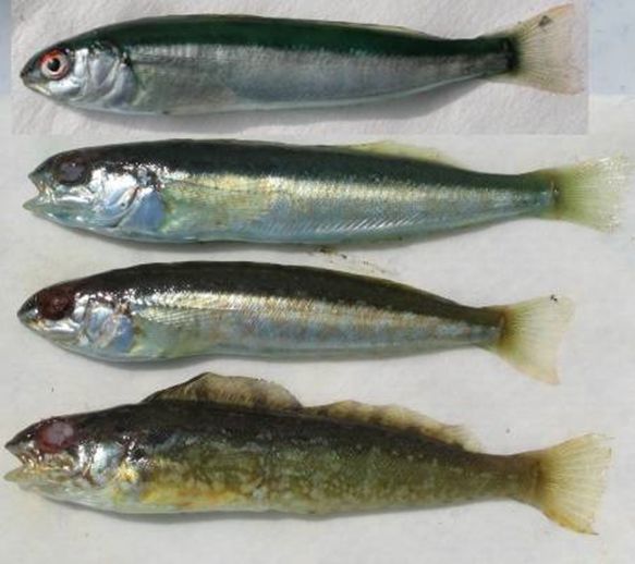 nscmb 2023 most important 09