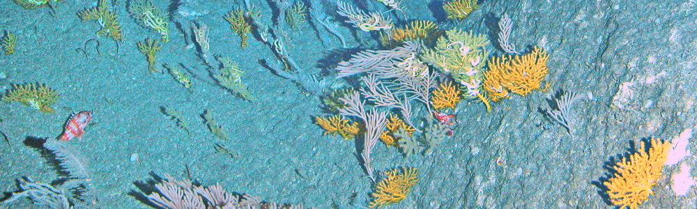 deepwater corals