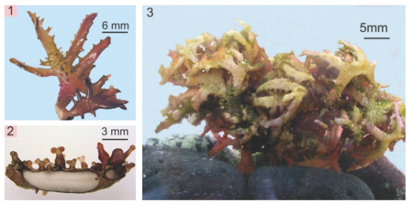 Betaphycus gelatinus