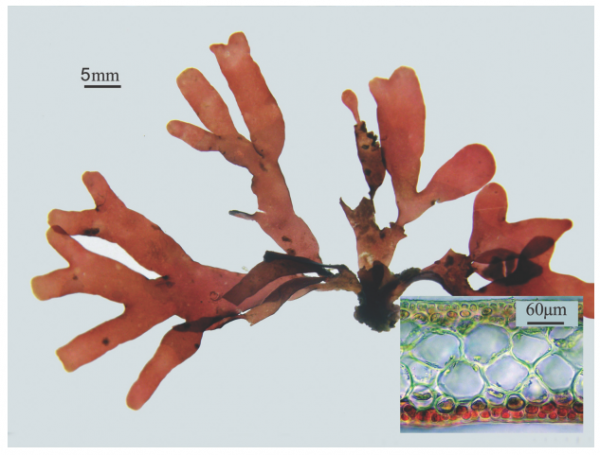 Rhodymenia intricata